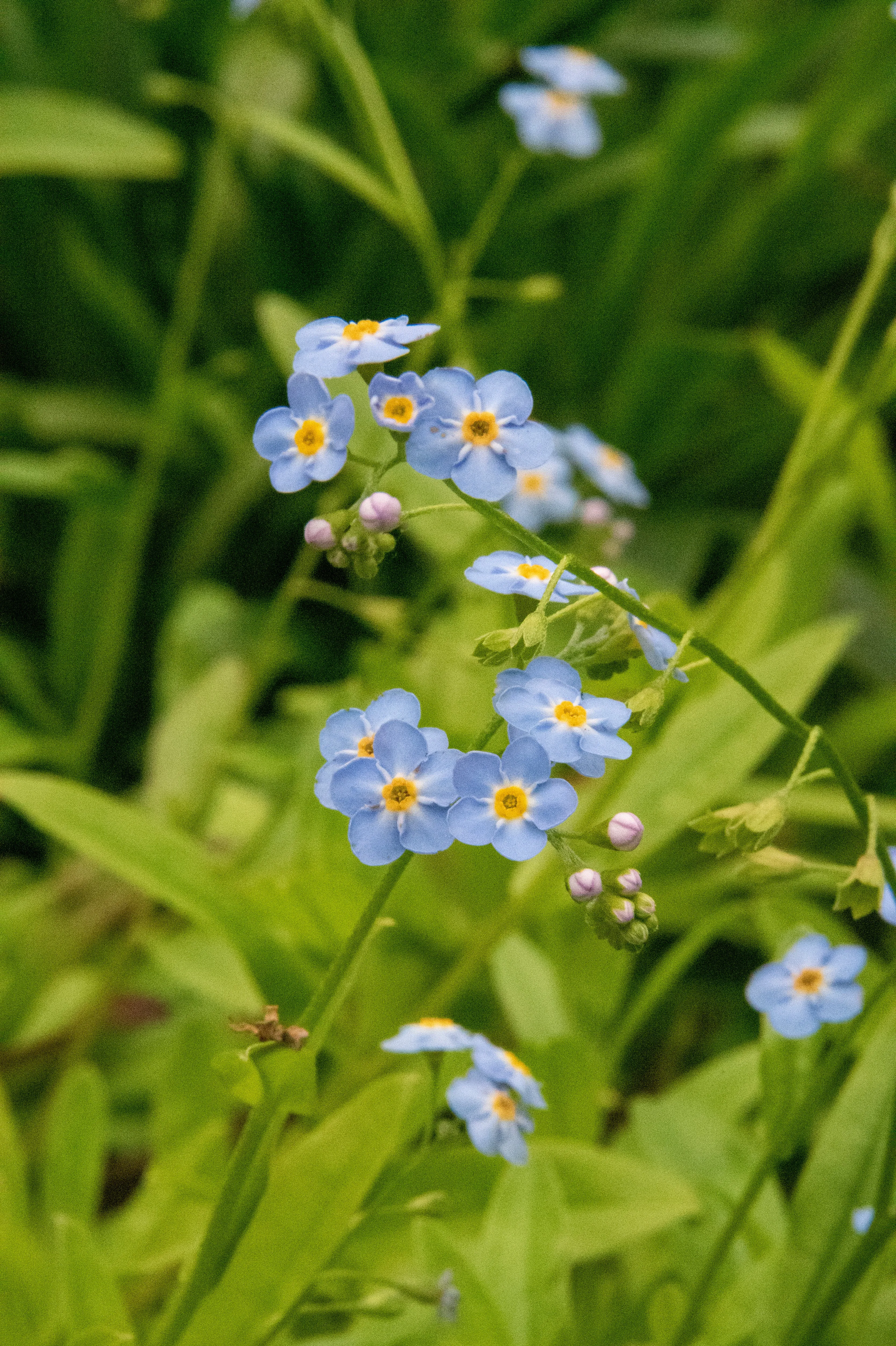 The Macey - Our Rectangular Forget-Me-Not Necklace