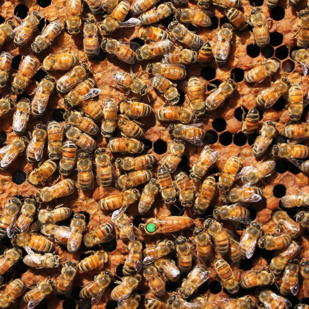 Vaccinated Mated Honey Bee Queens